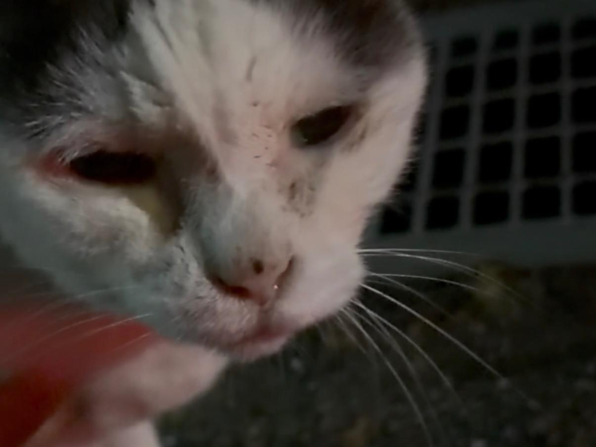 目撃された猫 目撃された猫