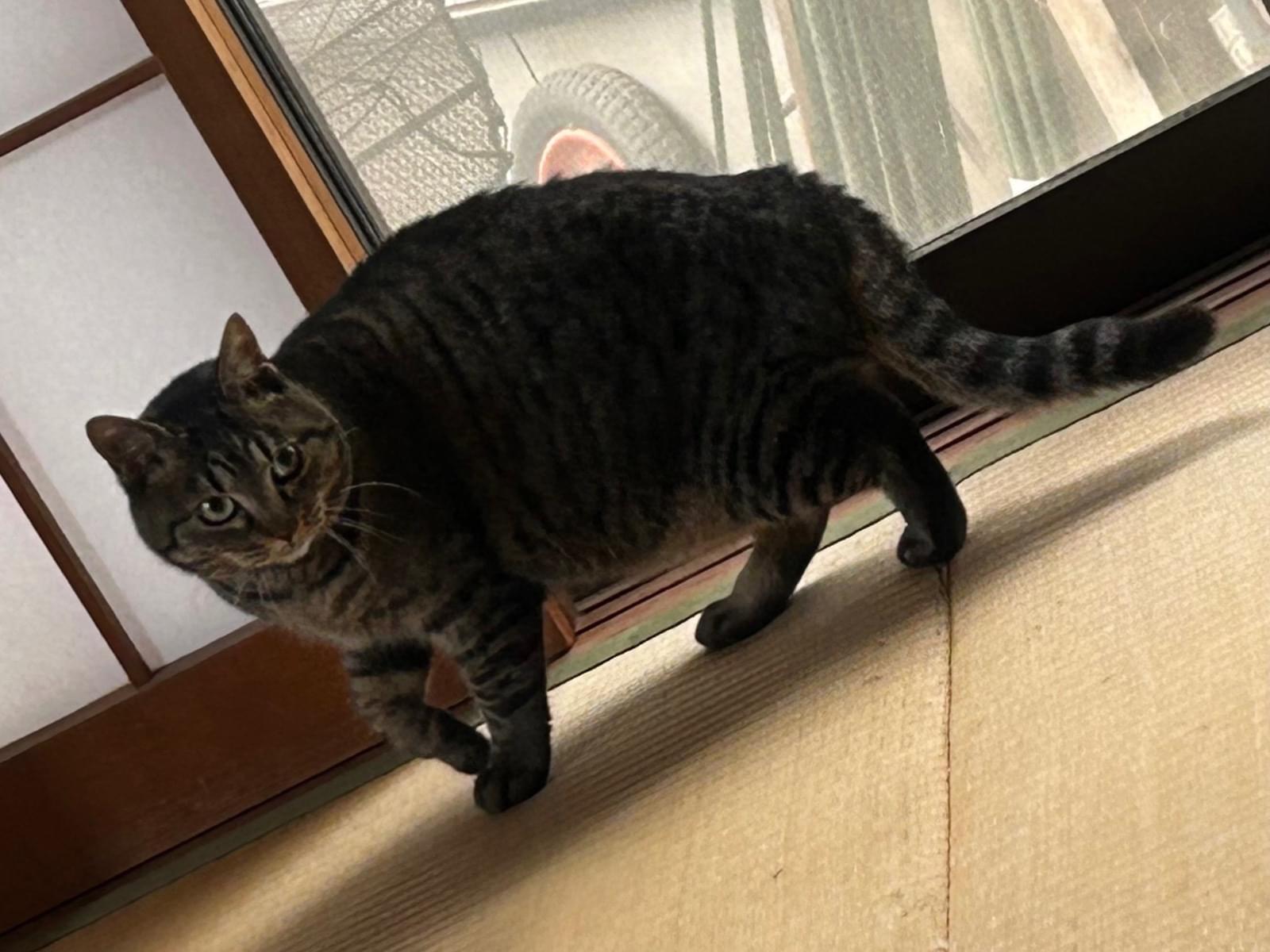 サチちゃん サチちゃん