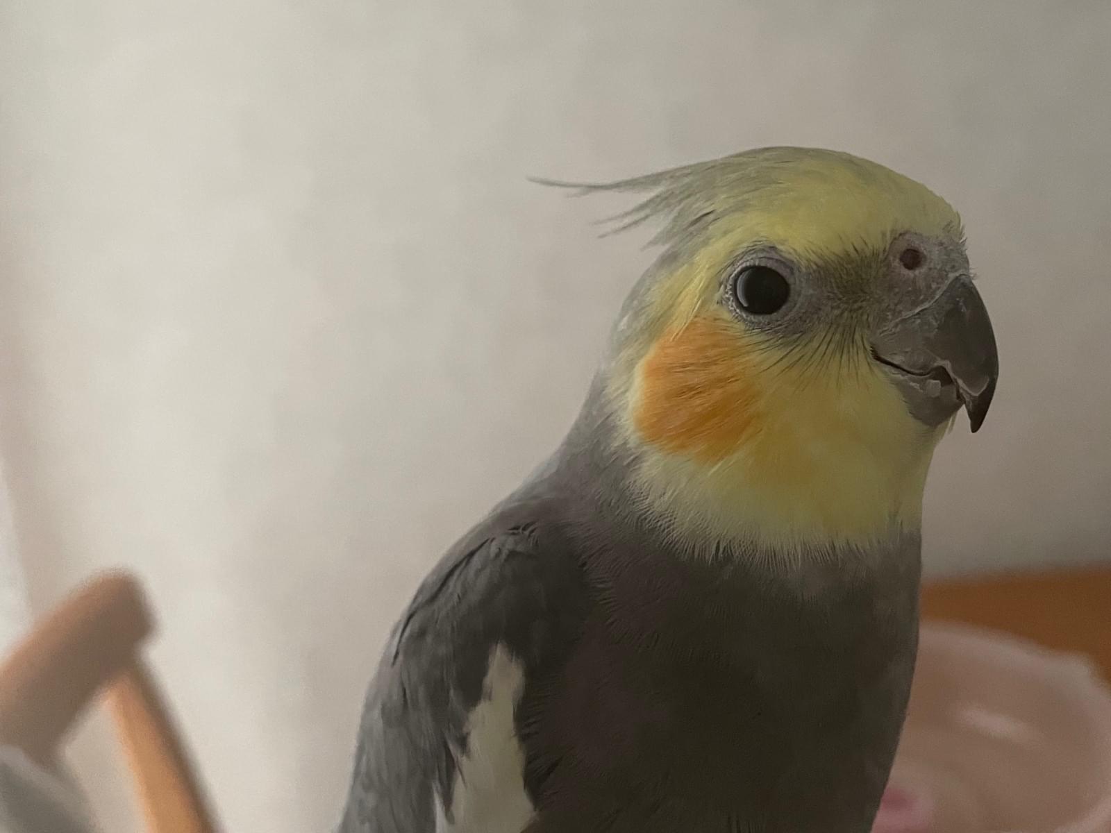 ほっぺちゃん ほっぺちゃん