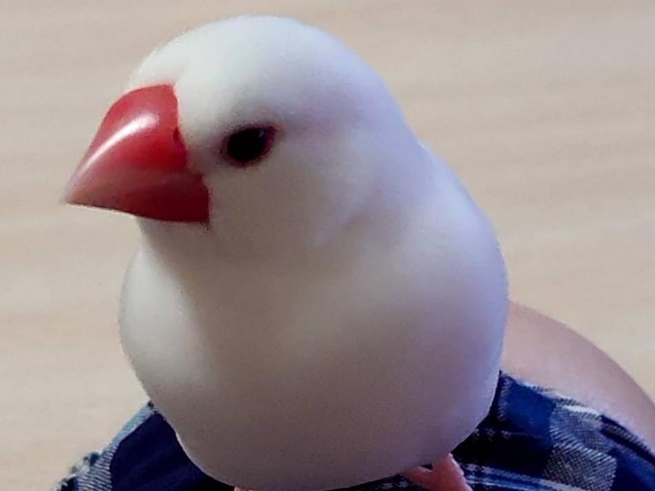 シロちゃん シロちゃん