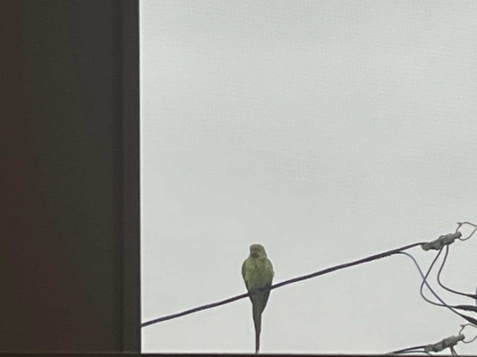 目撃された鳥 目撃された鳥