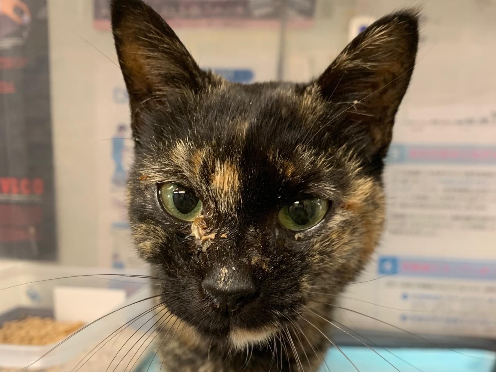 保護された猫 保護された猫