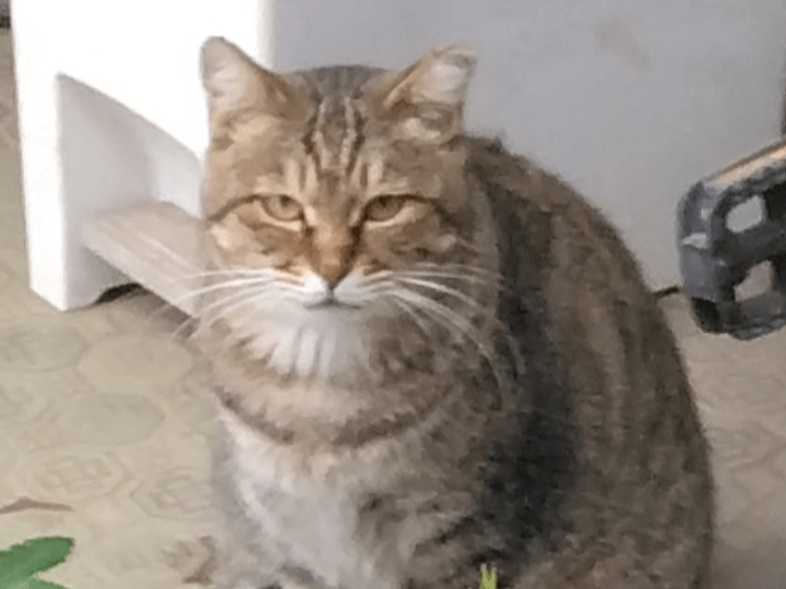 目撃された猫 目撃された猫