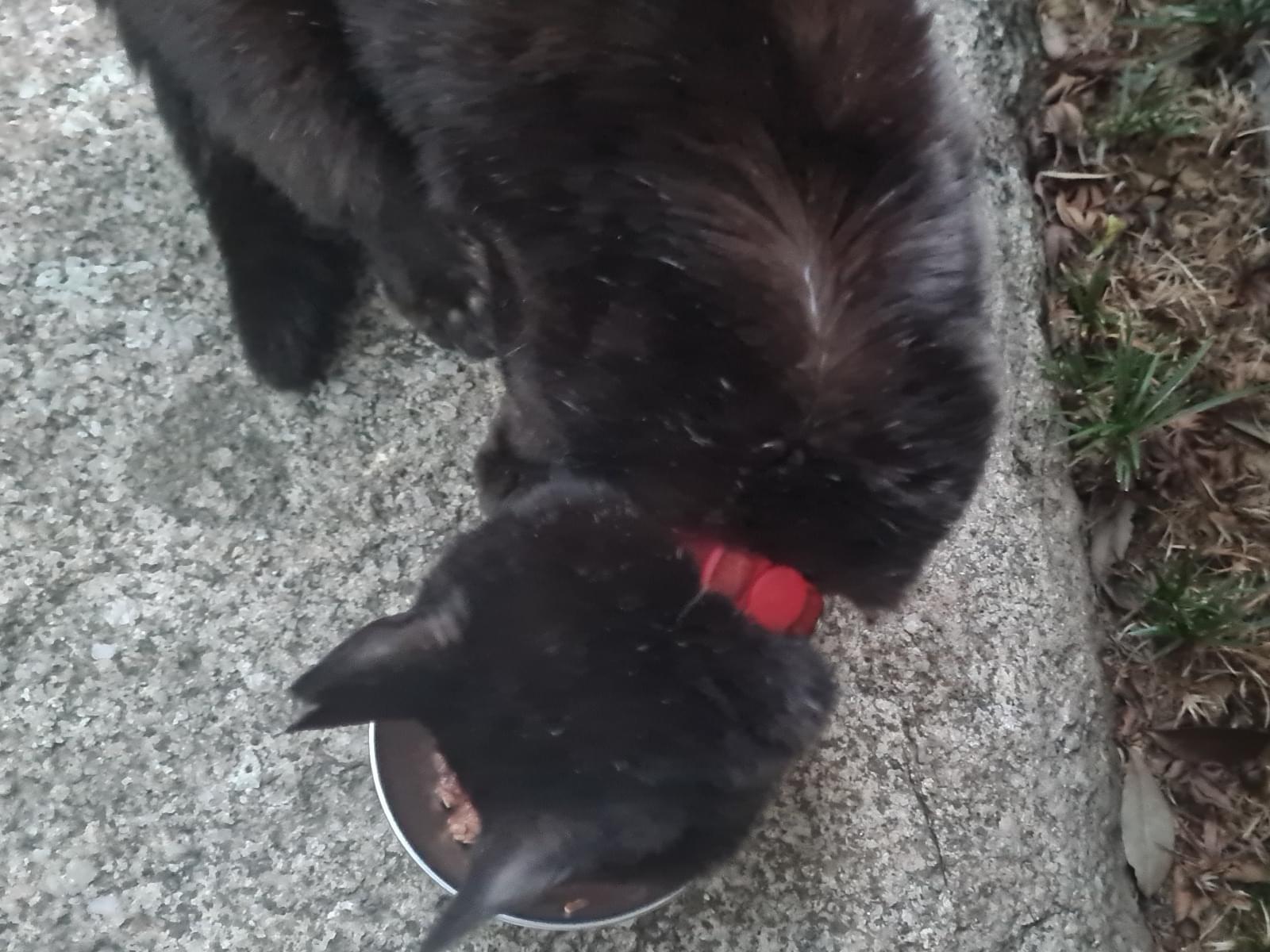 目撃された猫 目撃された猫