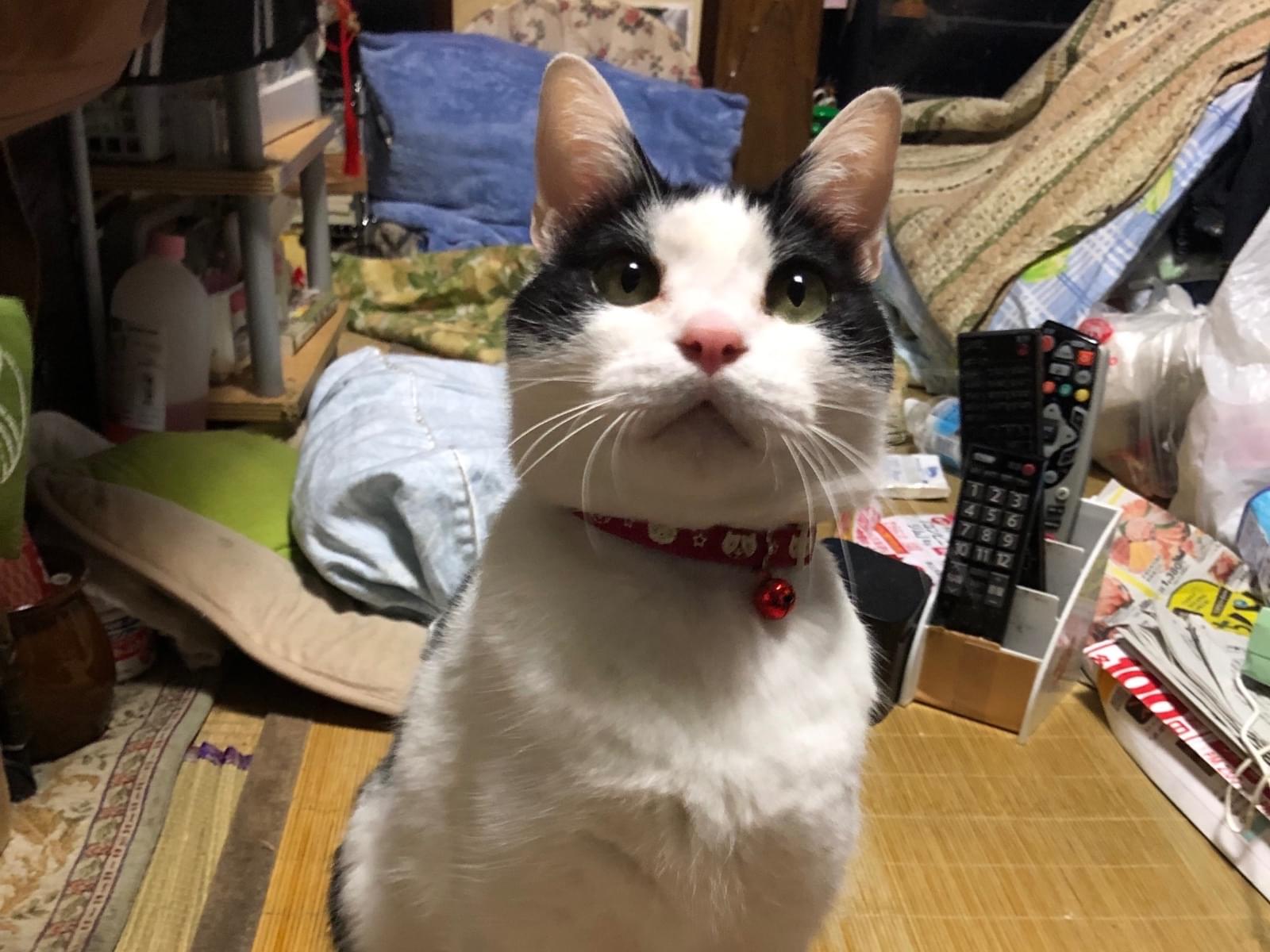 マーブルちゃん マーブルちゃん