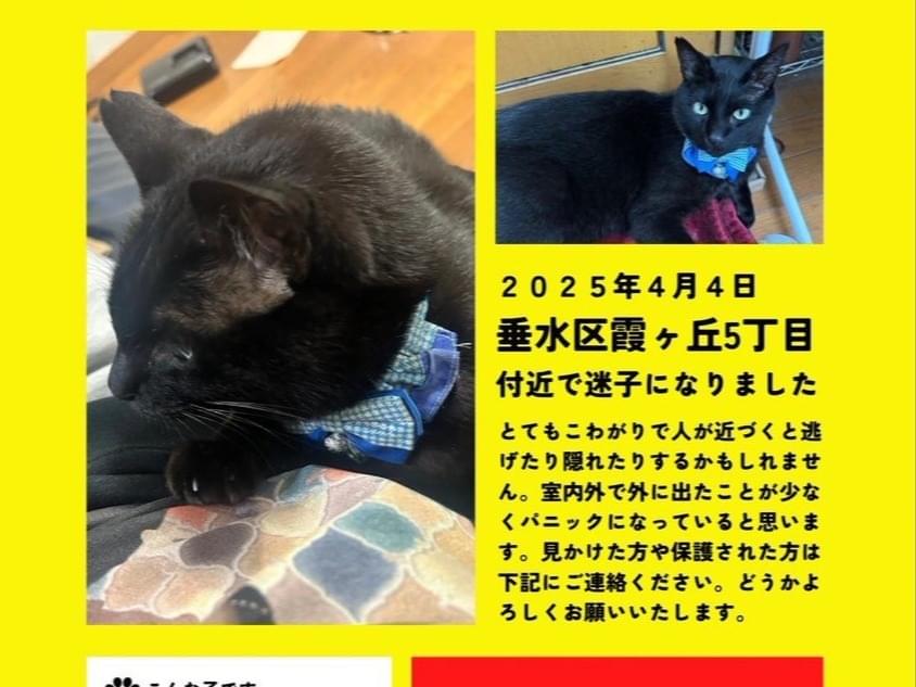 やまとちゃん やまとちゃん