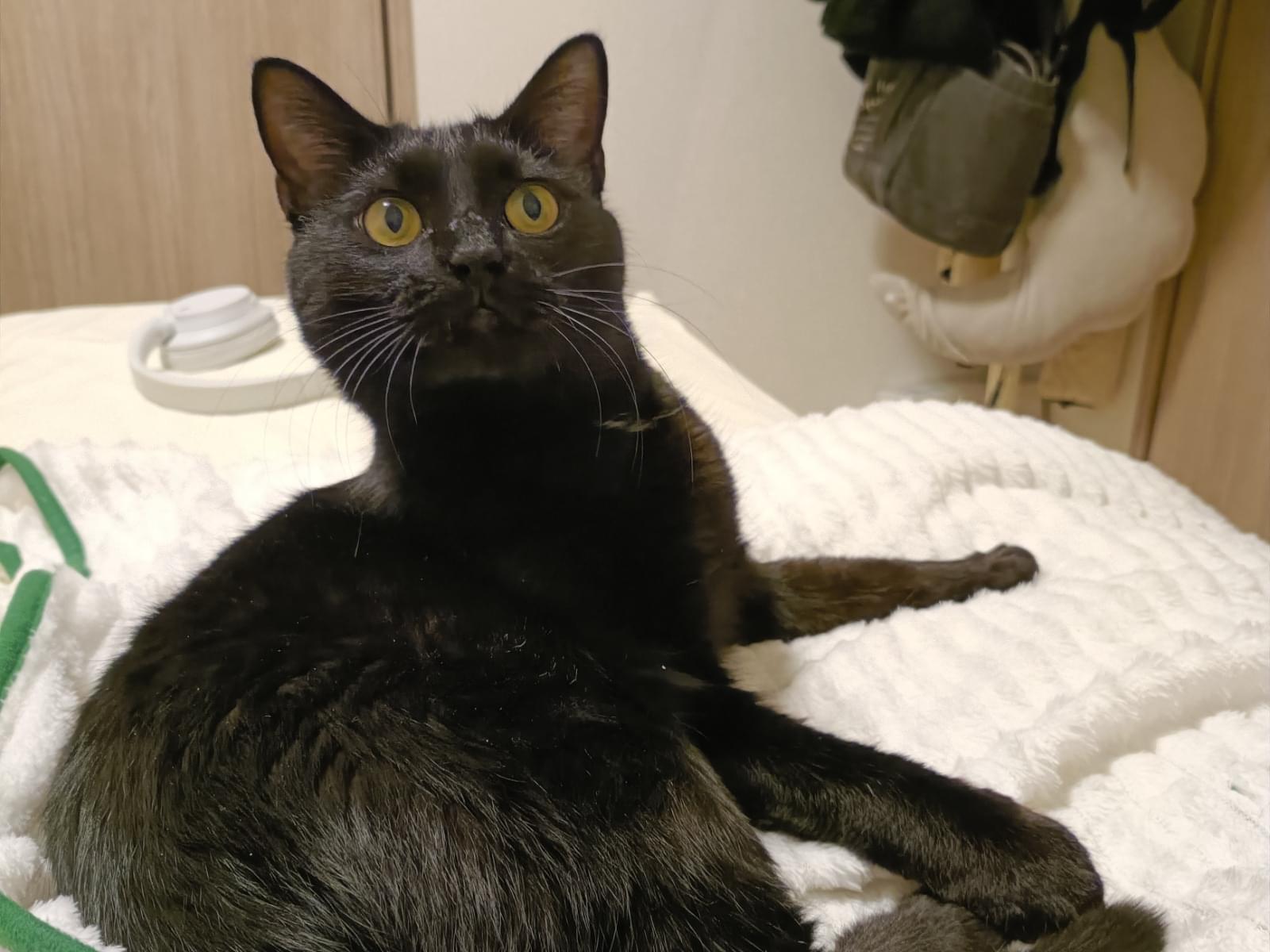保護された猫 保護された猫