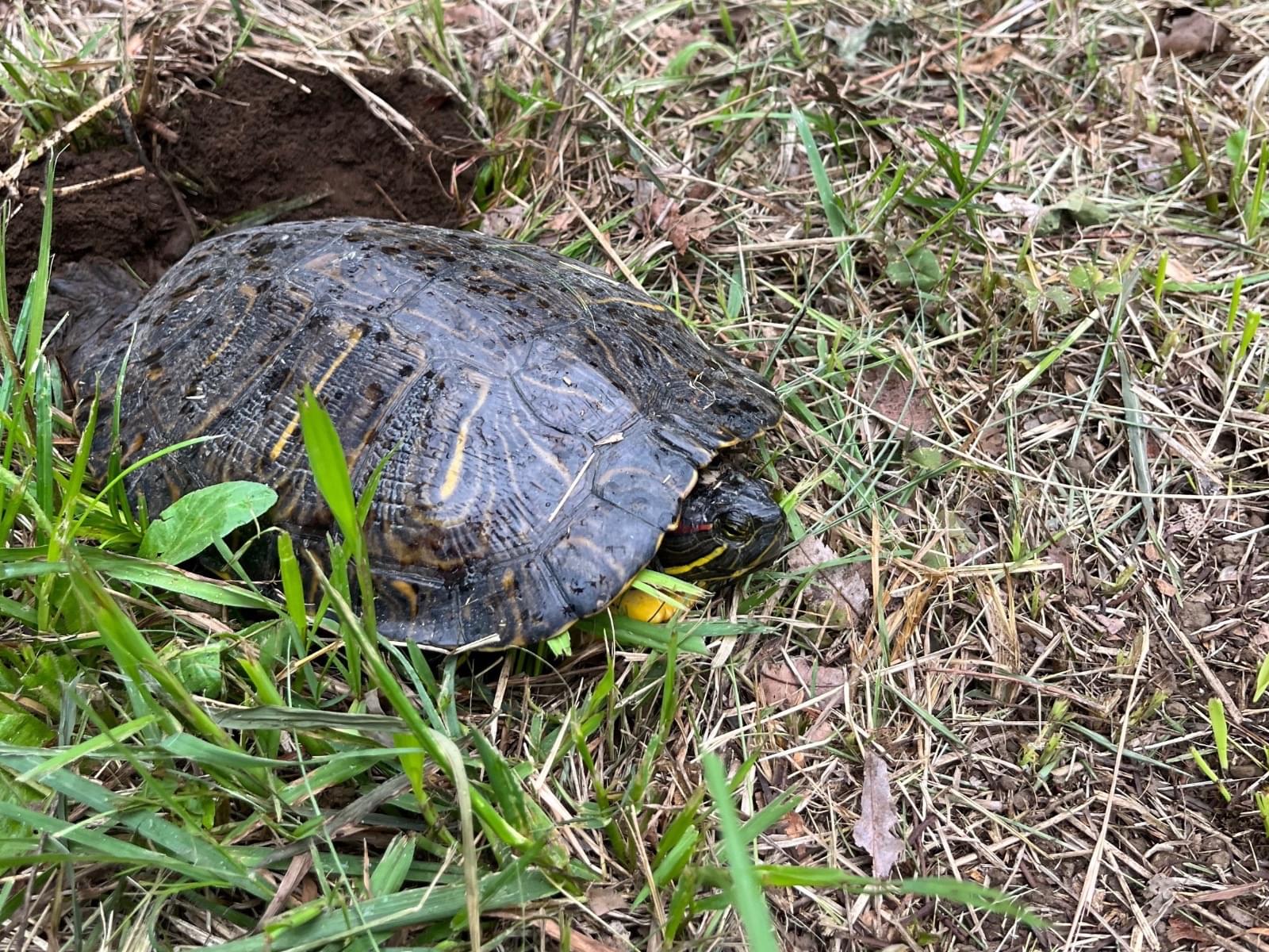 目撃されたペット 目撃されたペット