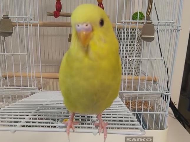 福ちゃん 福ちゃん