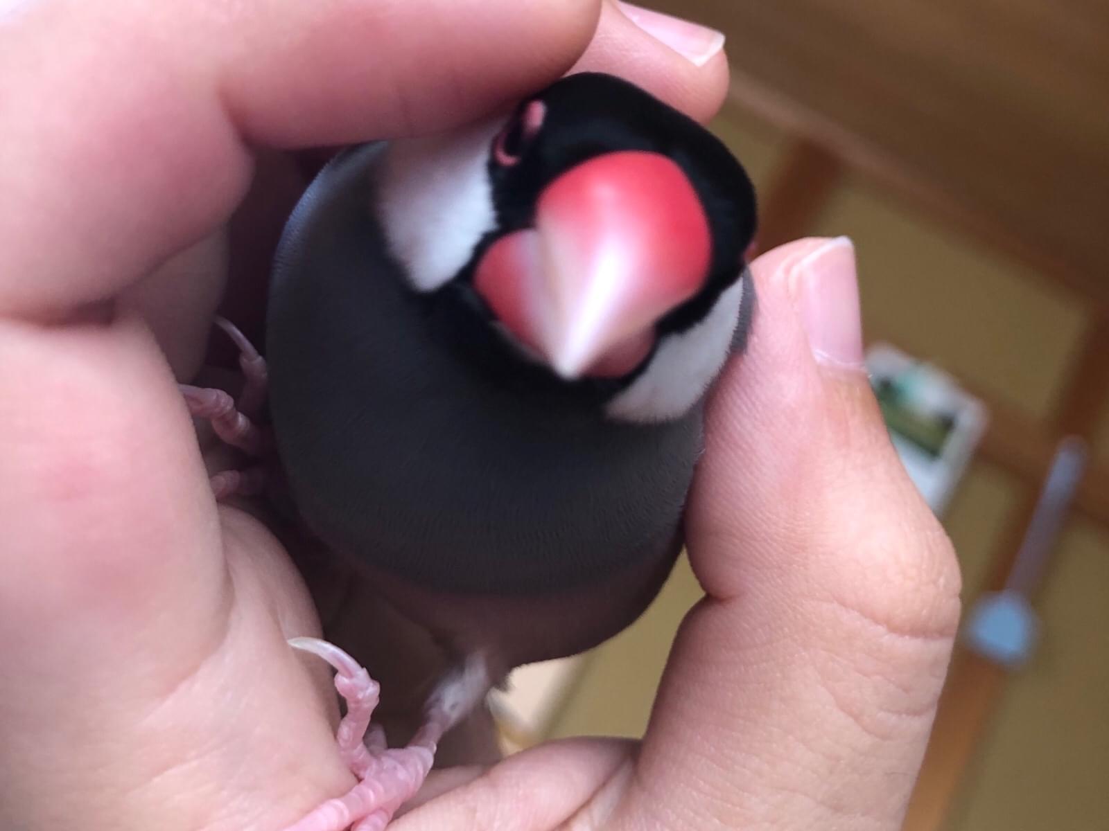 ちーちゃん ちーちゃん