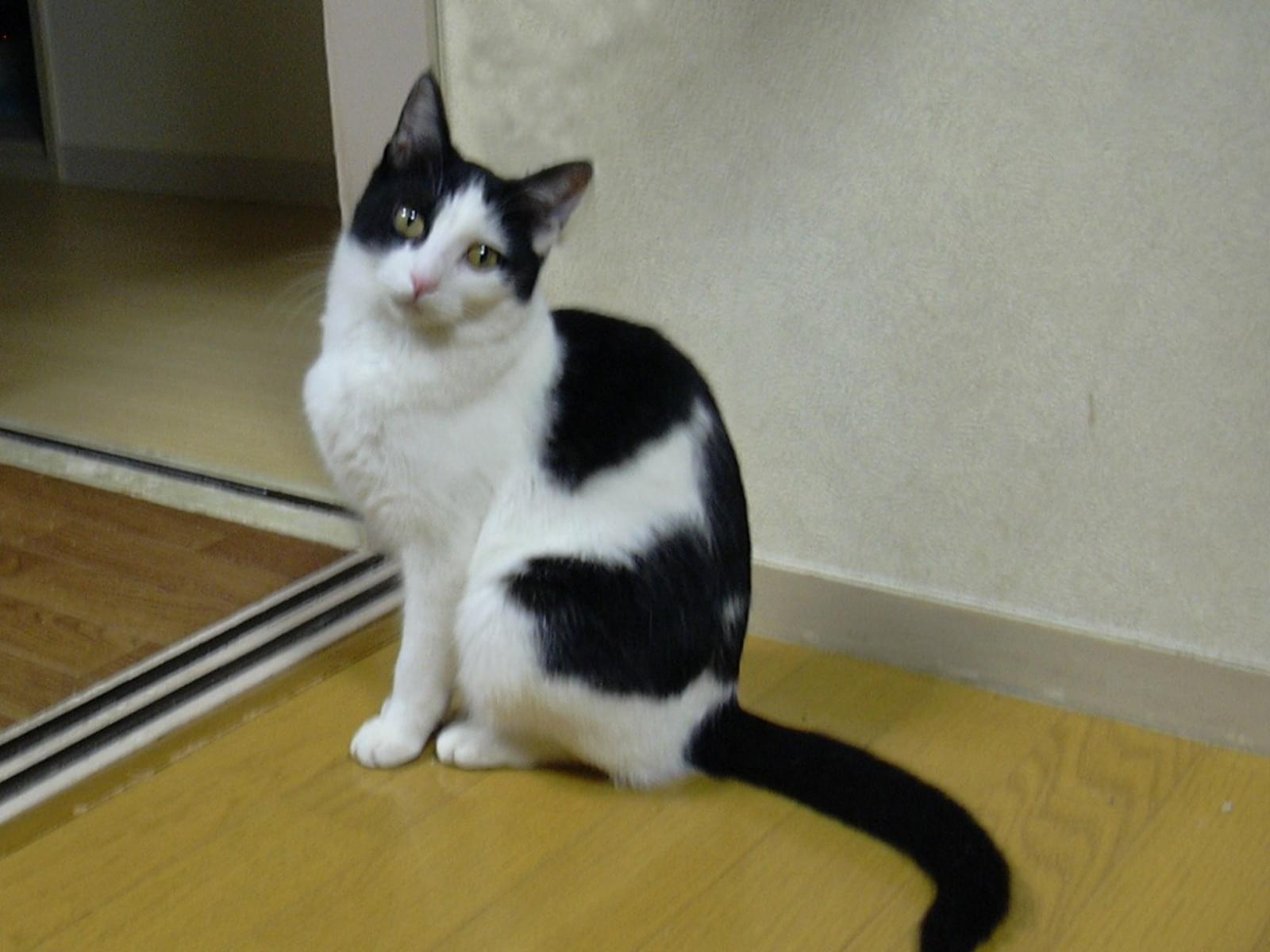 メグちゃん メグちゃん