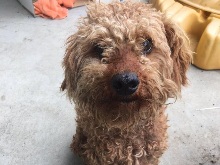 保護された犬 保護された犬