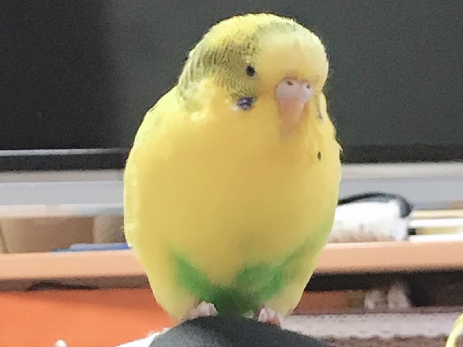 ぴぃちゃん ぴぃちゃん