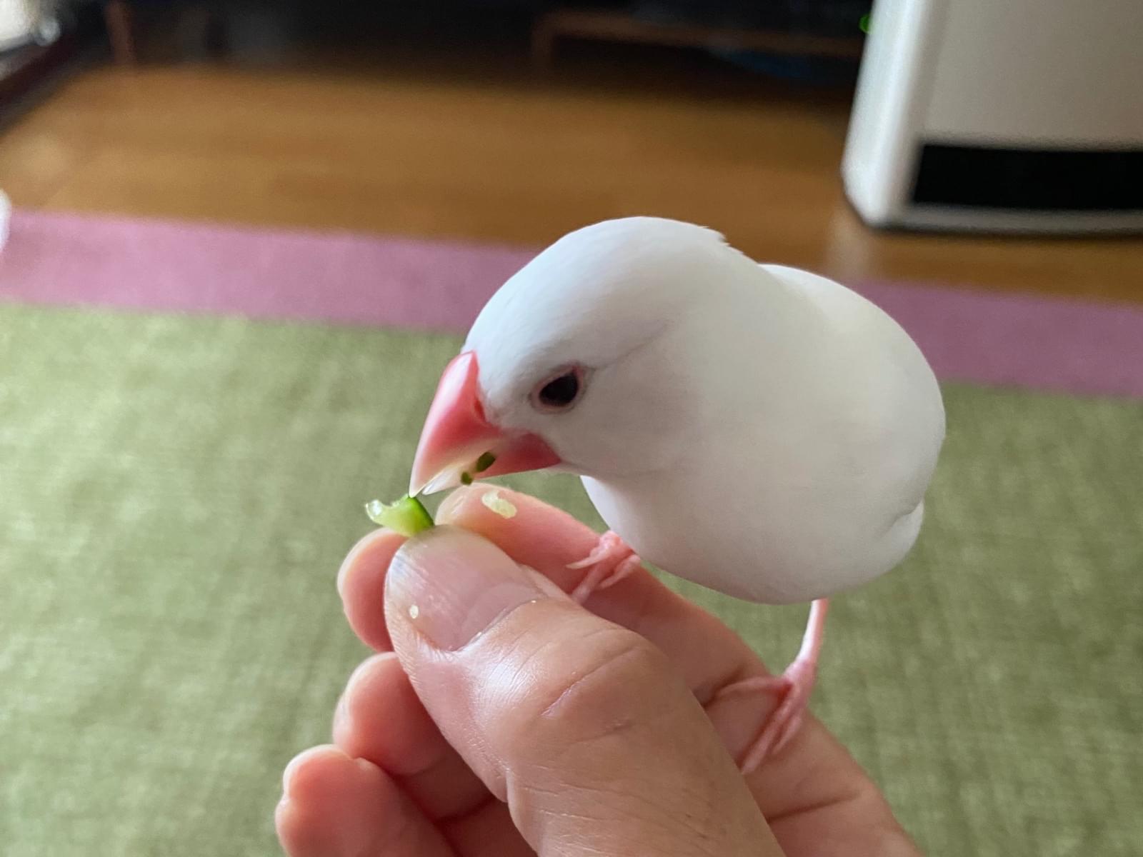 しのぶちゃん しのぶちゃん