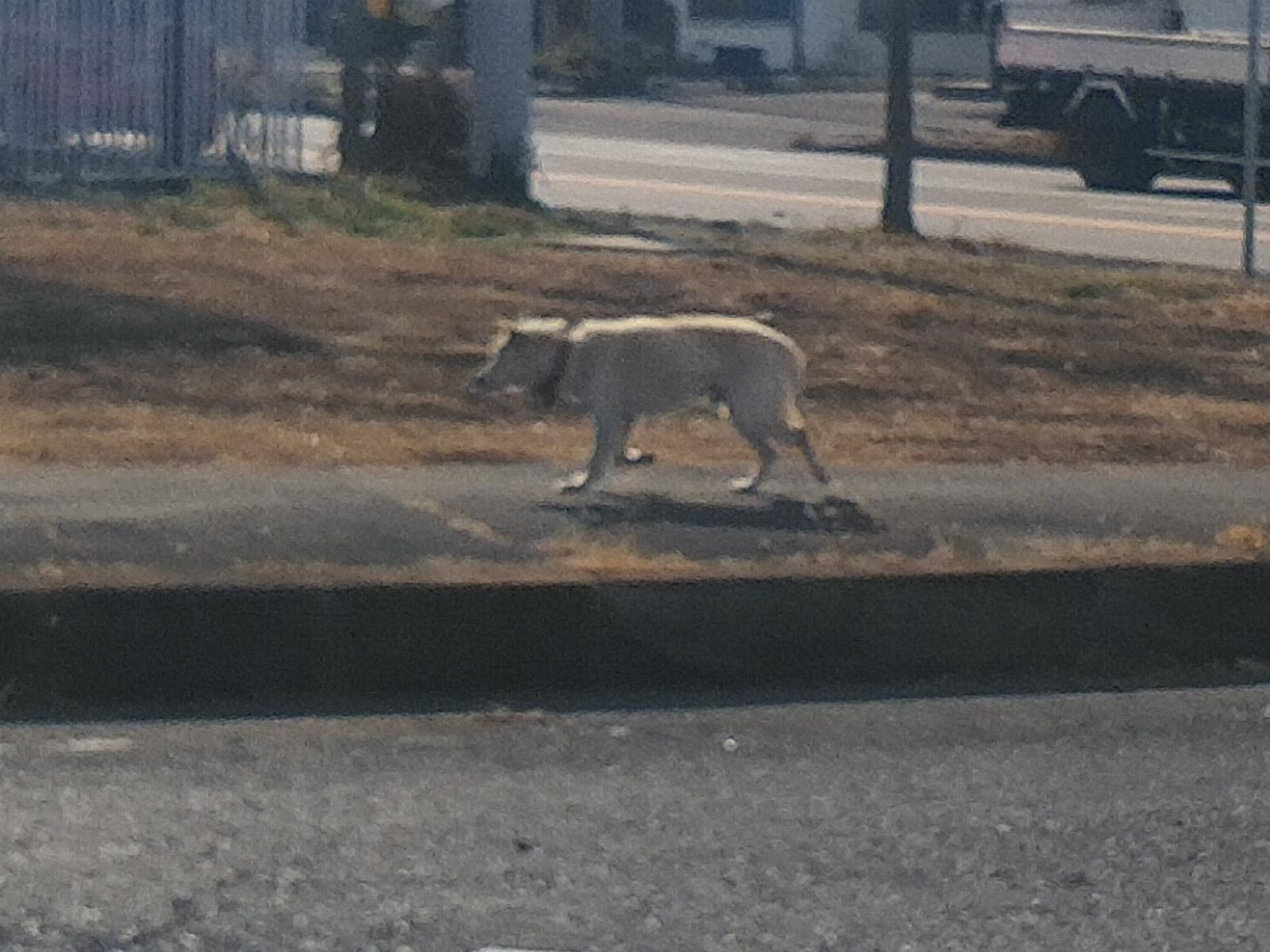 目撃された犬 目撃された犬