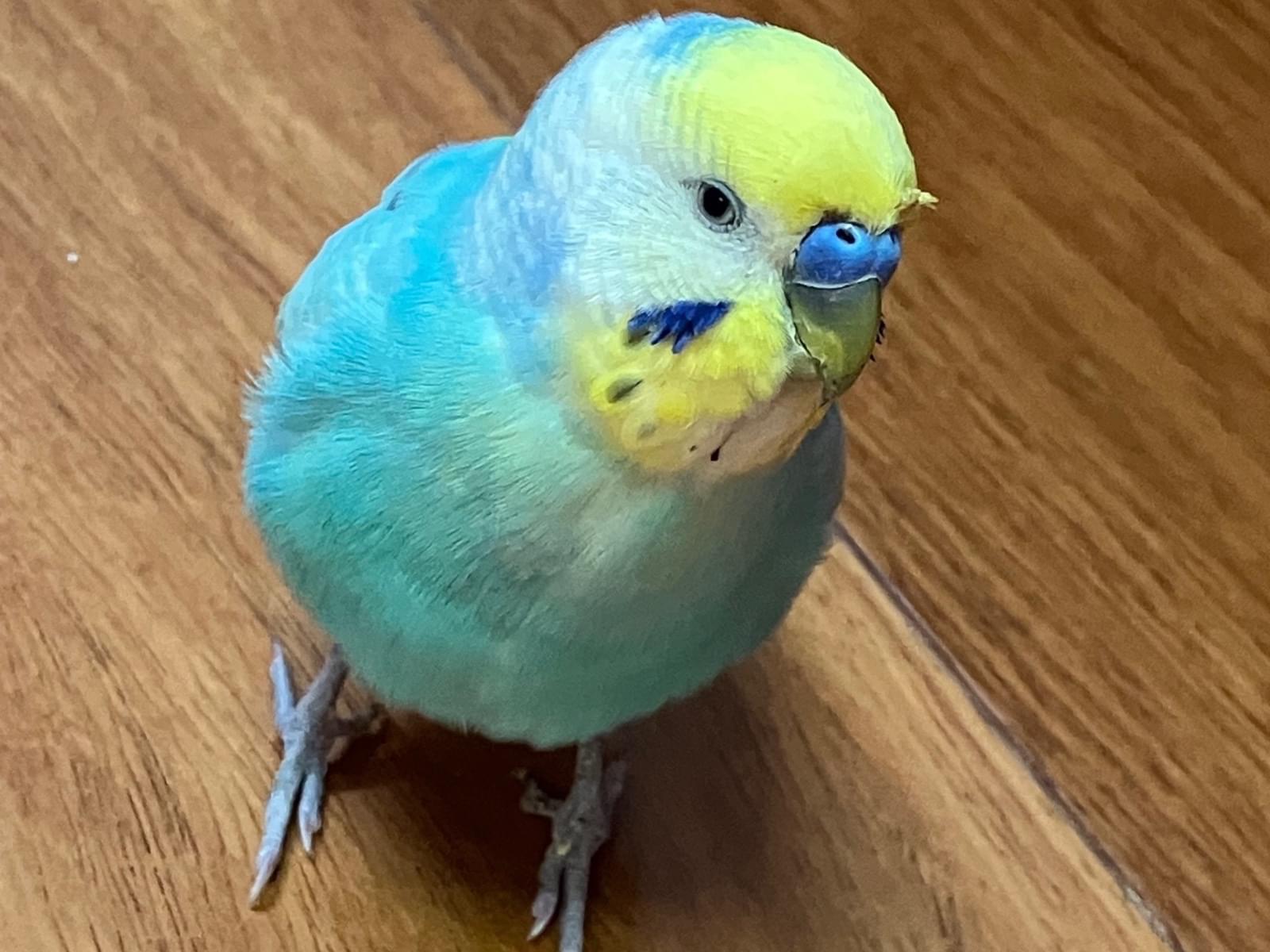 保護された鳥 保護された鳥