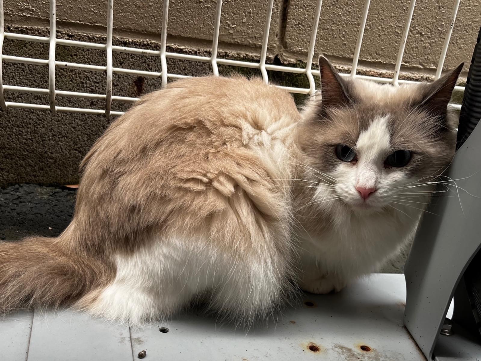 目撃された猫 目撃された猫