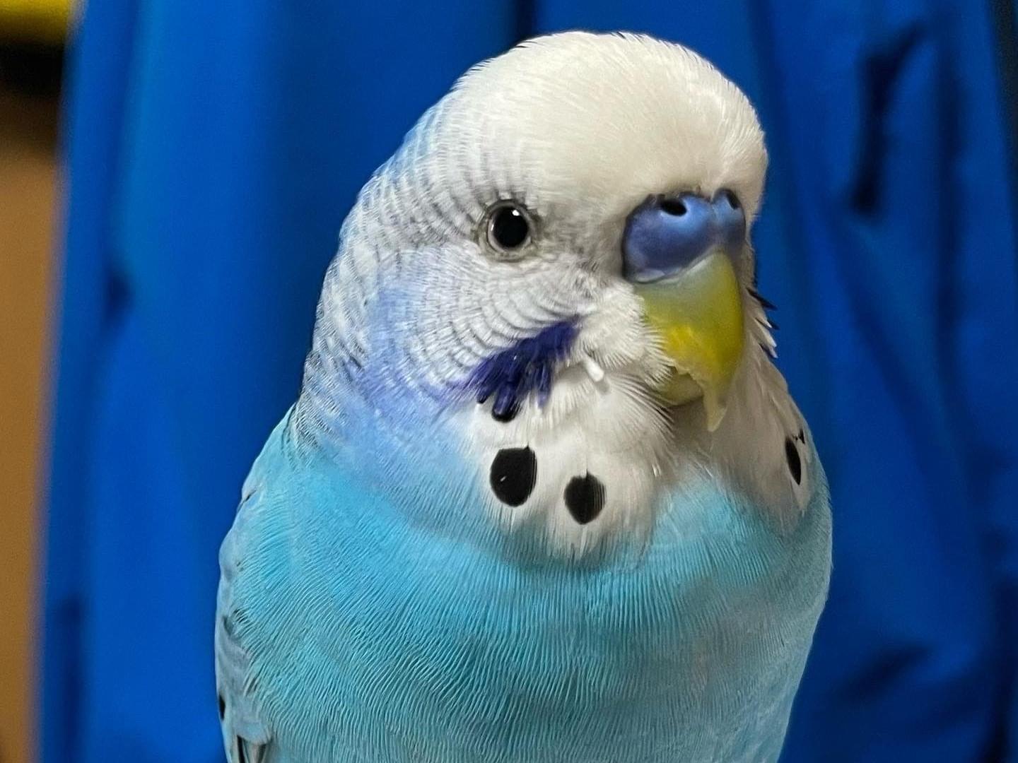 保護された鳥 保護された鳥