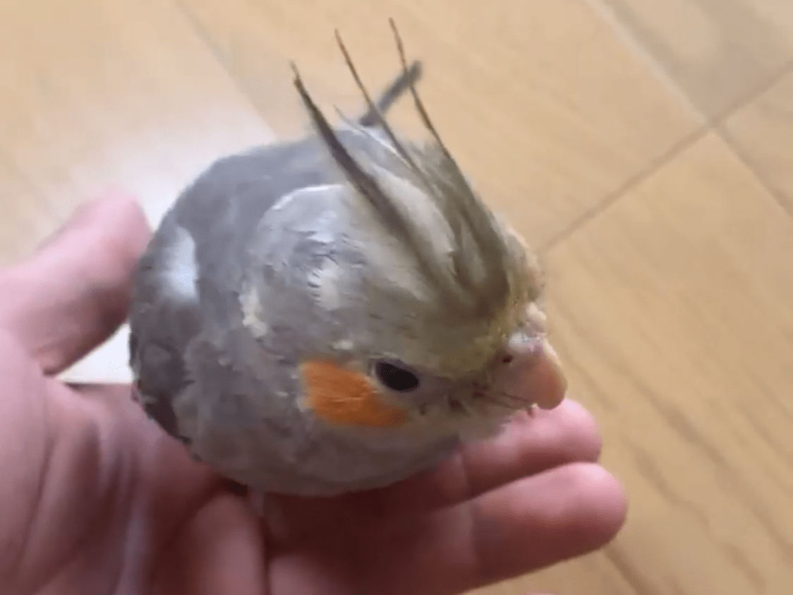 ハナちゃん ハナちゃん