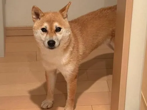 柴犬(茶色)☆ 茶色の柴犬のこ保護できました!