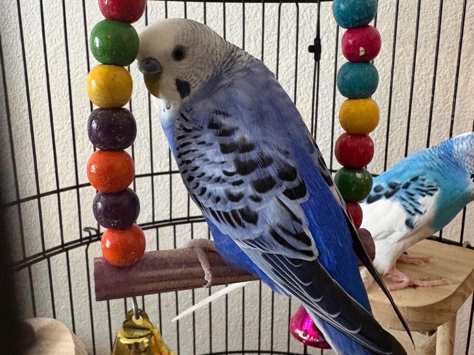 保護された鳥