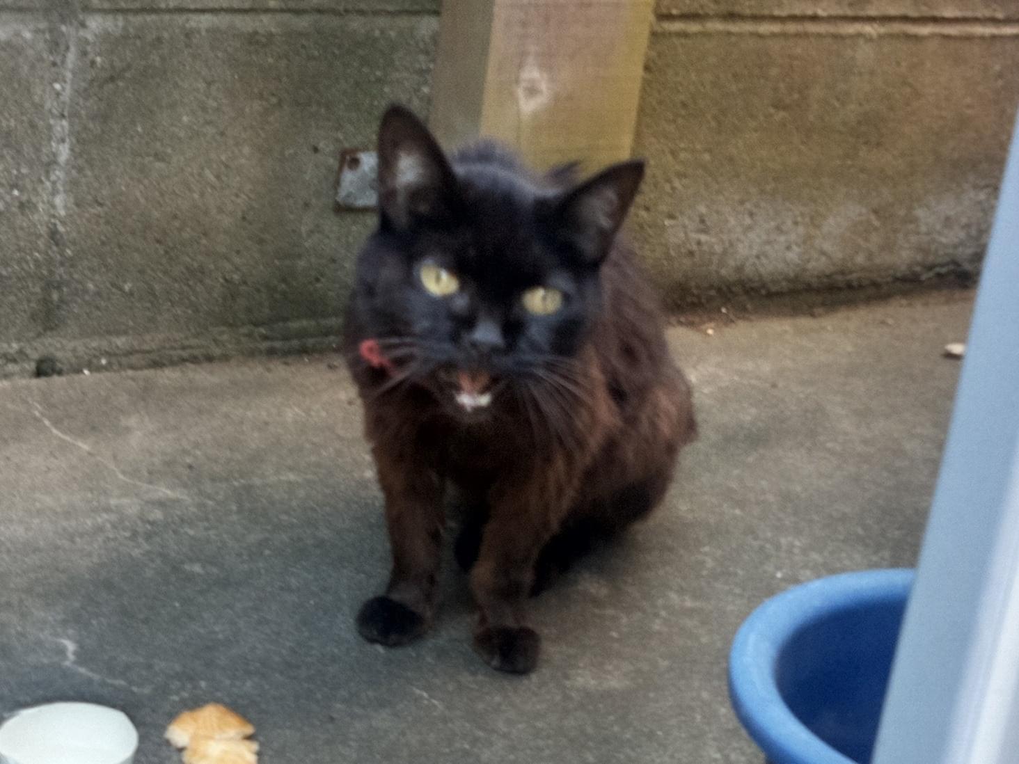 目撃された猫 目撃された猫
