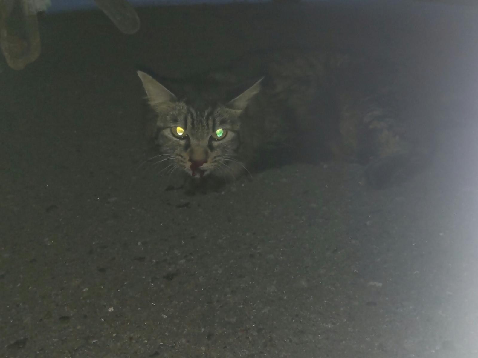 保護された猫 保護された猫