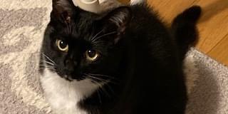 くろしろねこ u0i95id.jpg
