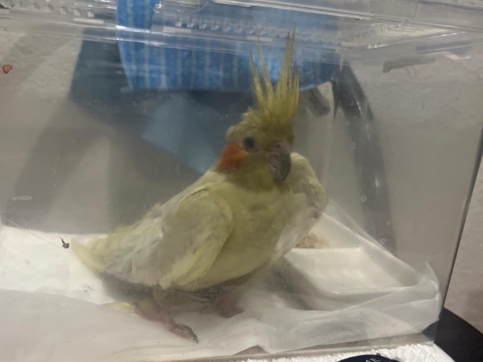 保護された鳥 保護された鳥