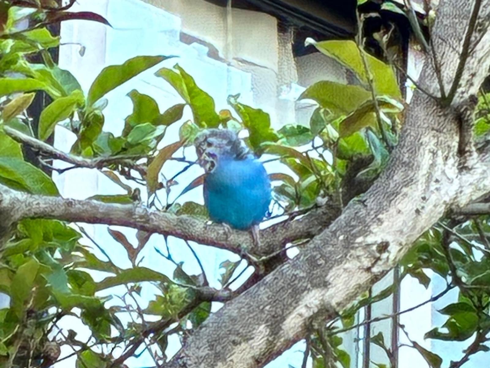 目撃された鳥