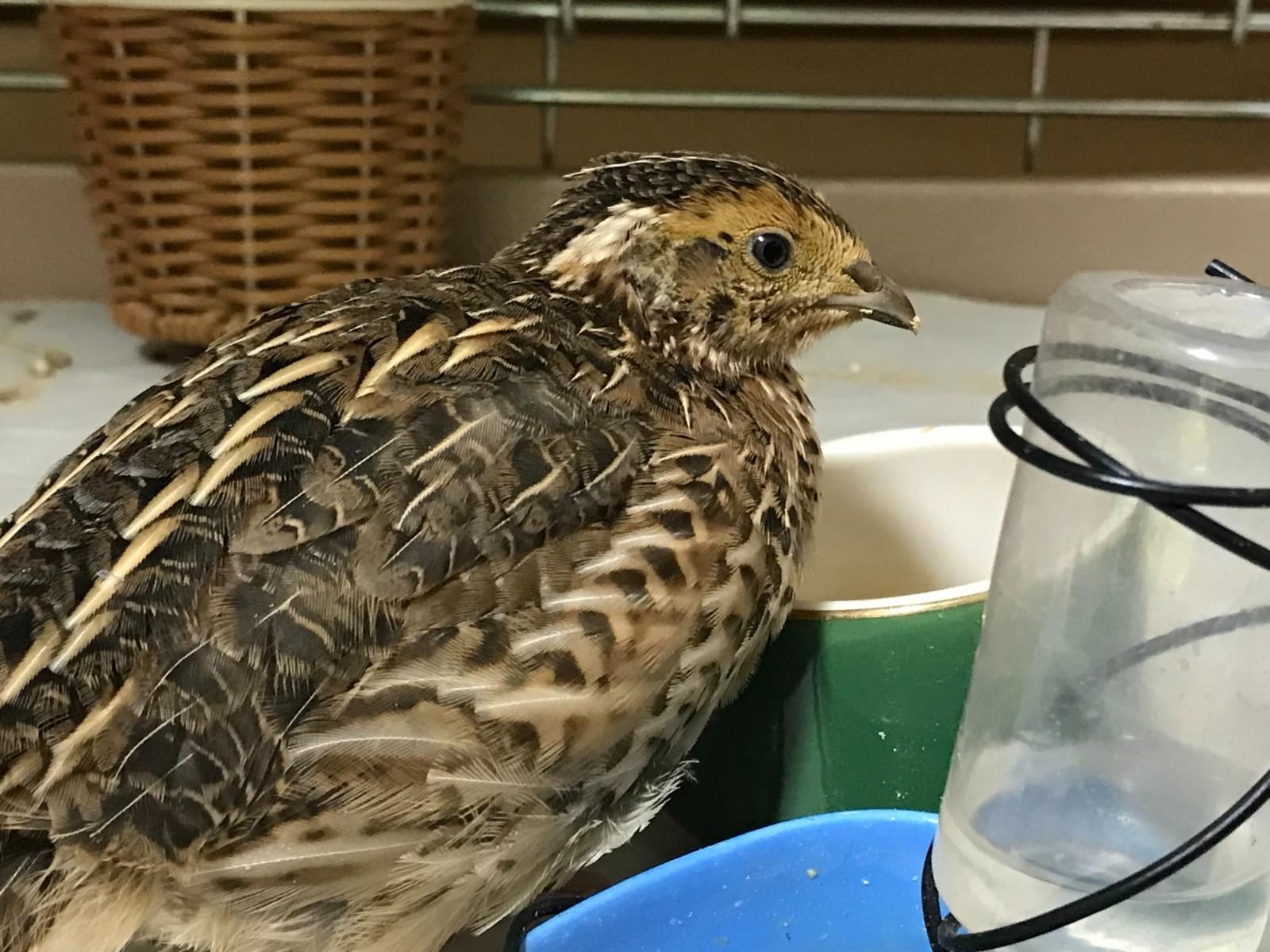 ピータンちゃん ピータンちゃん