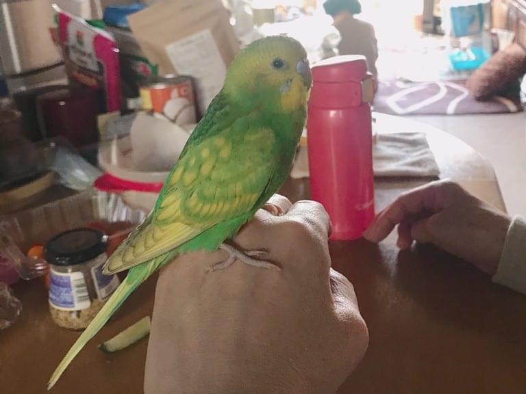 ピーコちゃん ピーコちゃん