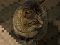 目撃された猫