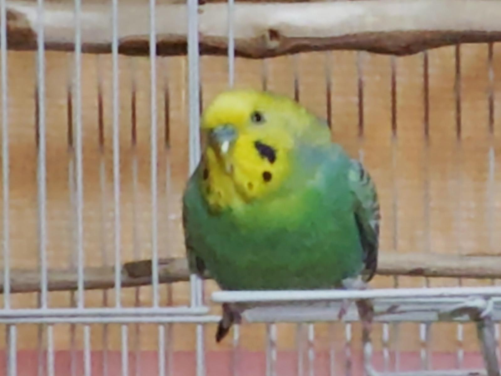 ポーシャちゃん