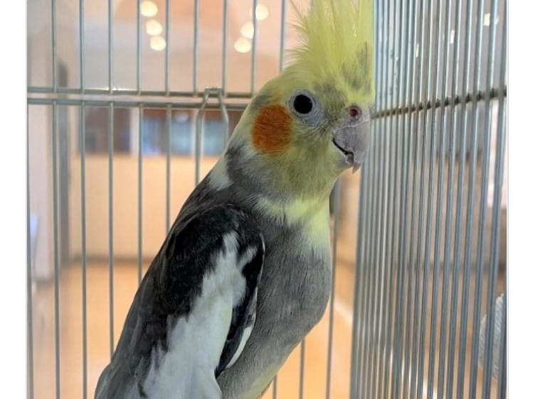 目撃された鳥 目撃された鳥