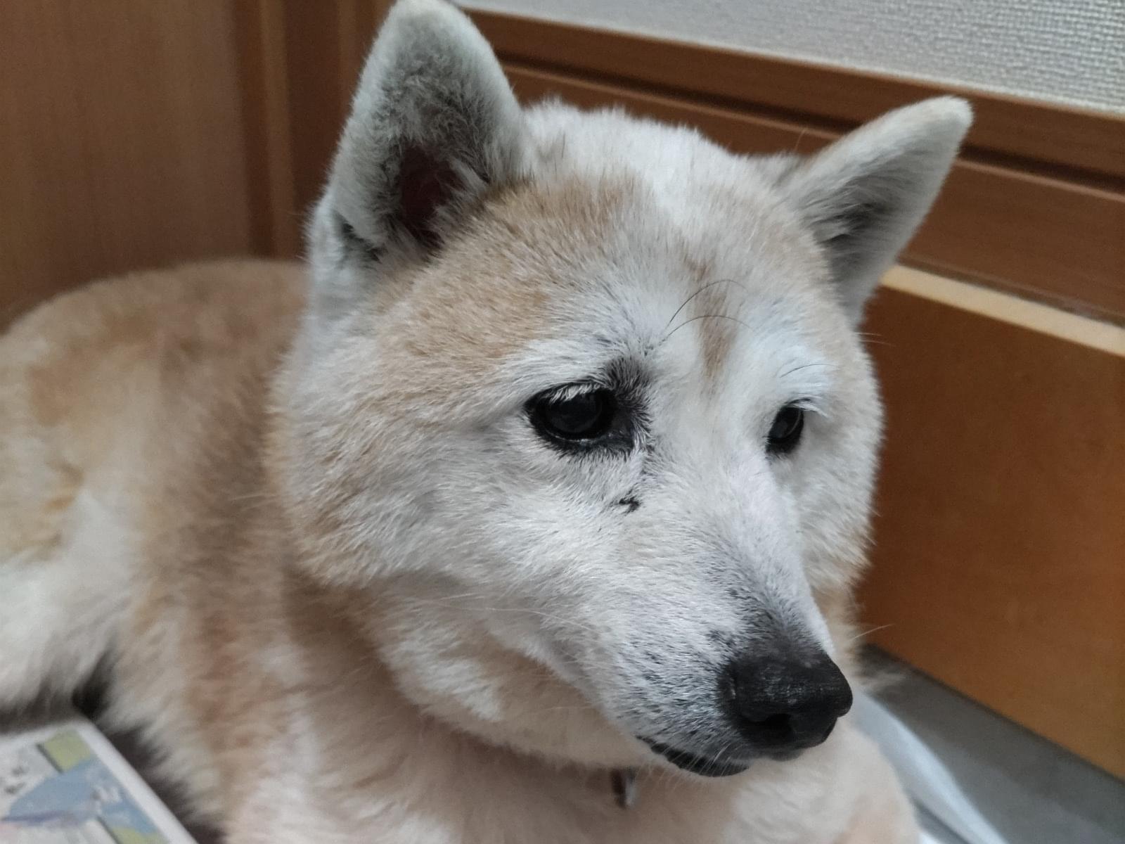 保護された犬 保護された犬