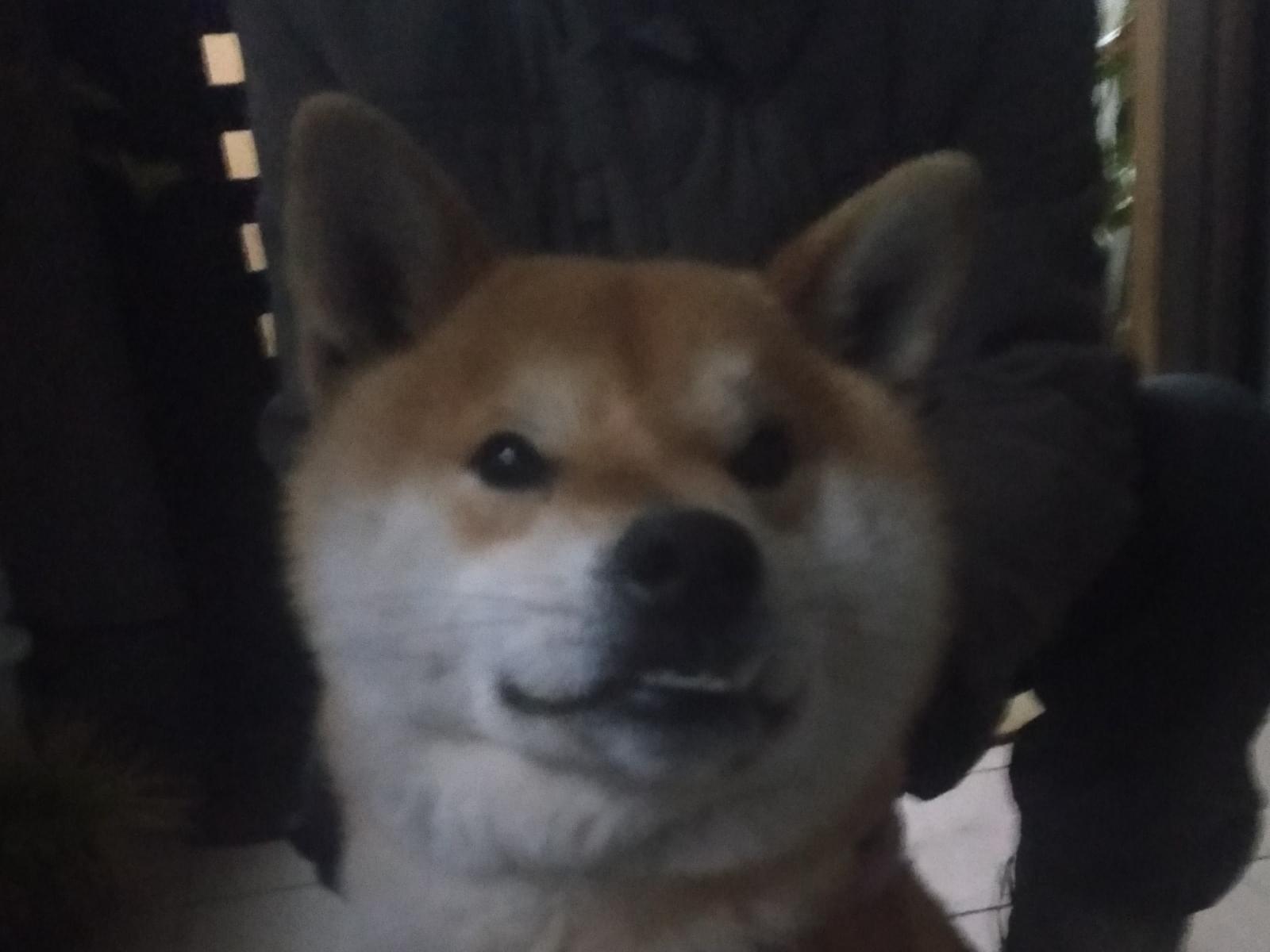 保護された犬 保護された犬