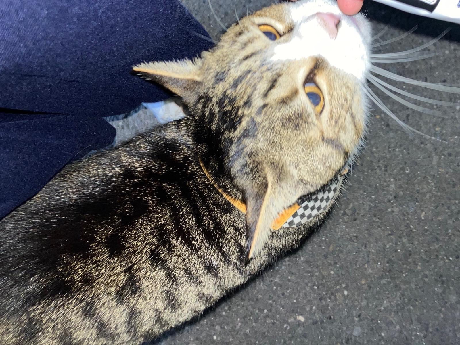 目撃された猫 目撃された猫