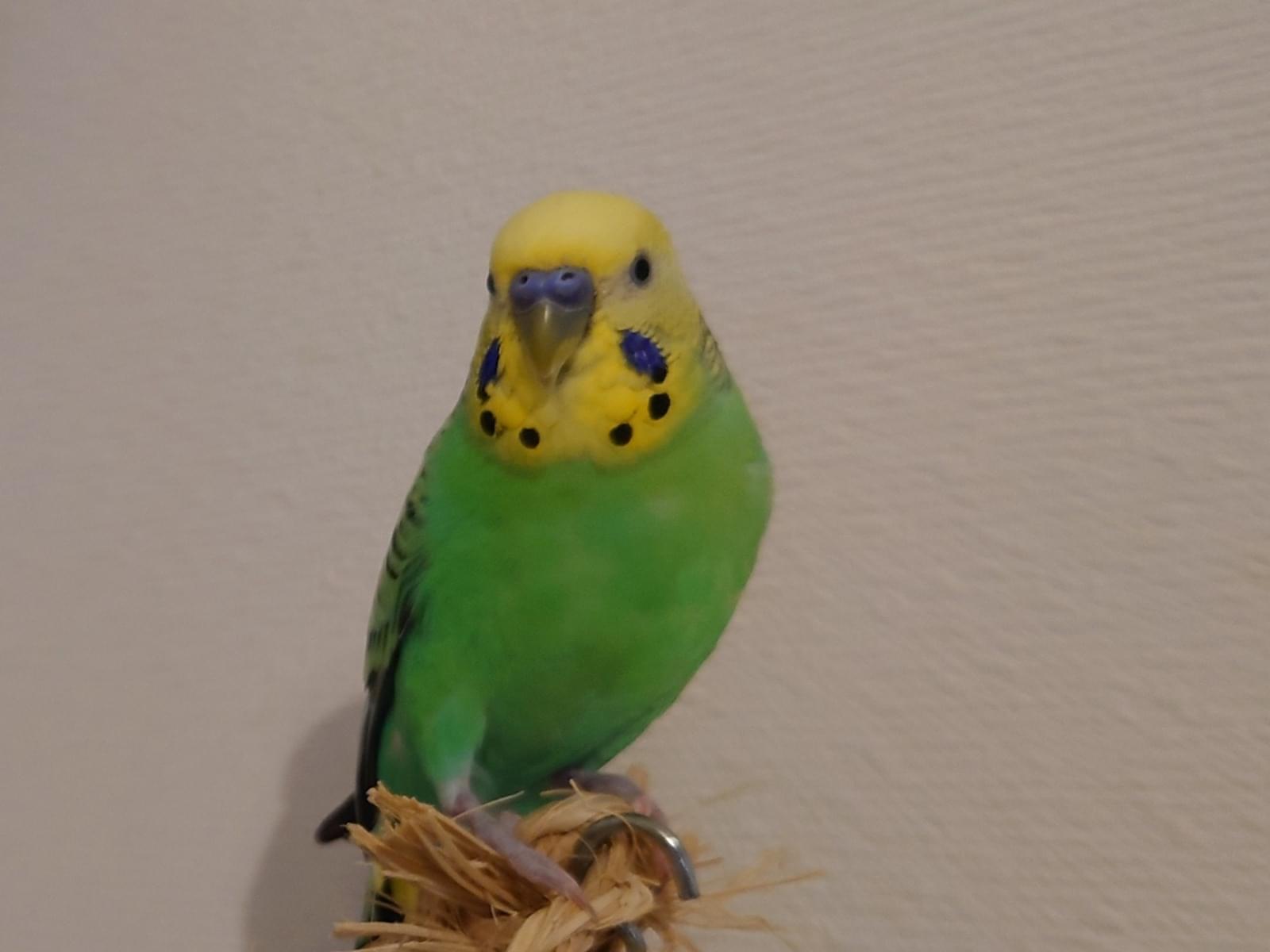 ソラちゃん ソラちゃん