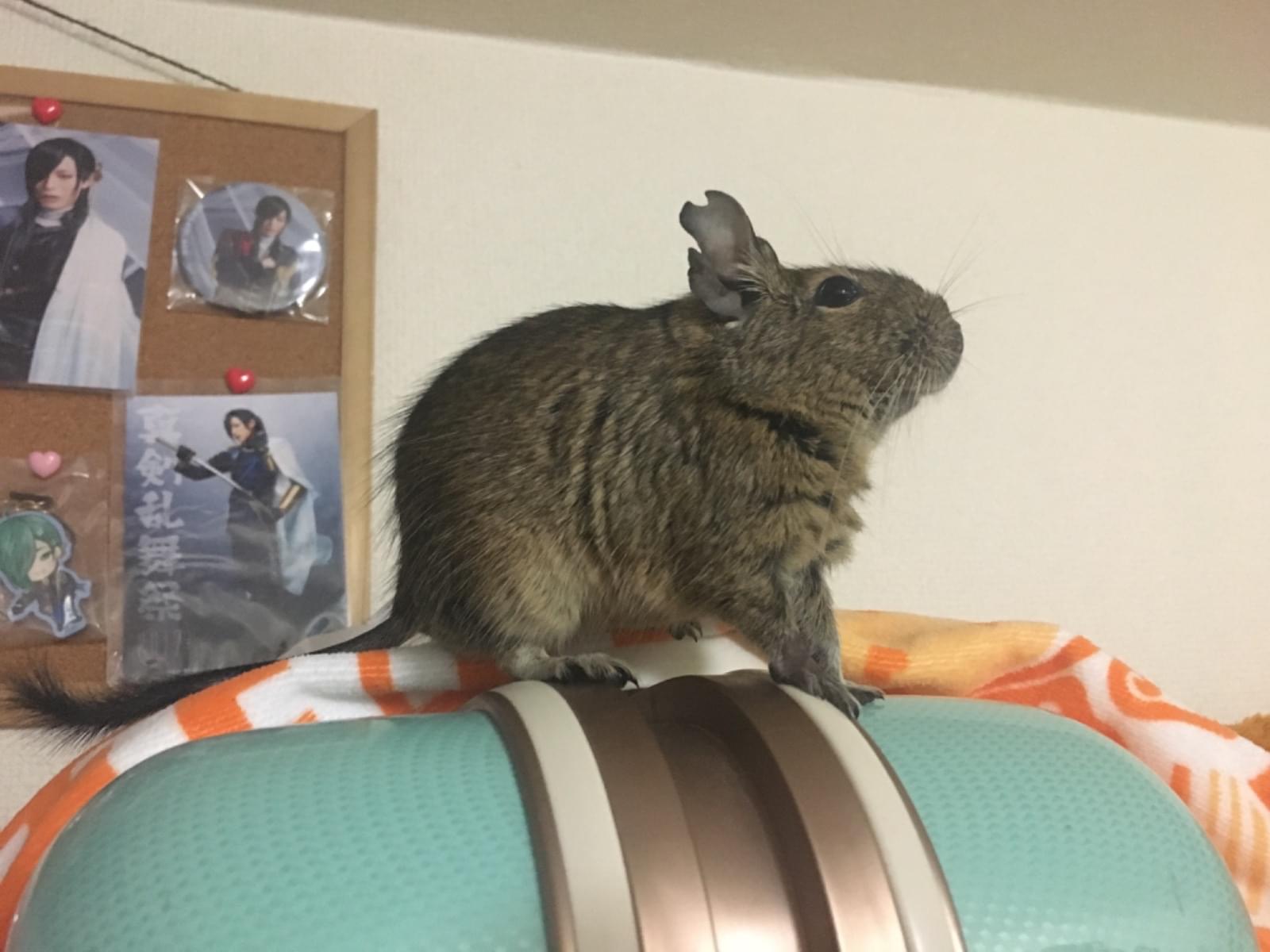 ブンタちゃん ブンタちゃん