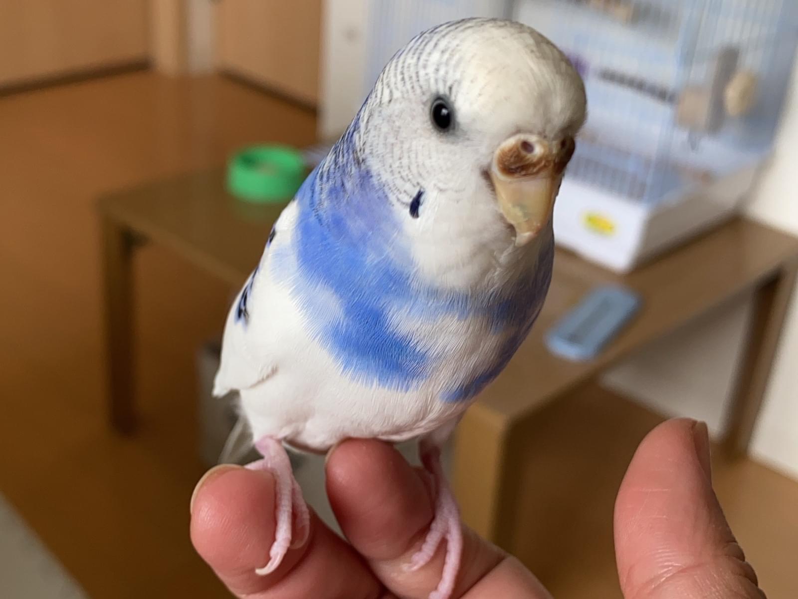 ぴーすけちゃん ぴーすけちゃん
