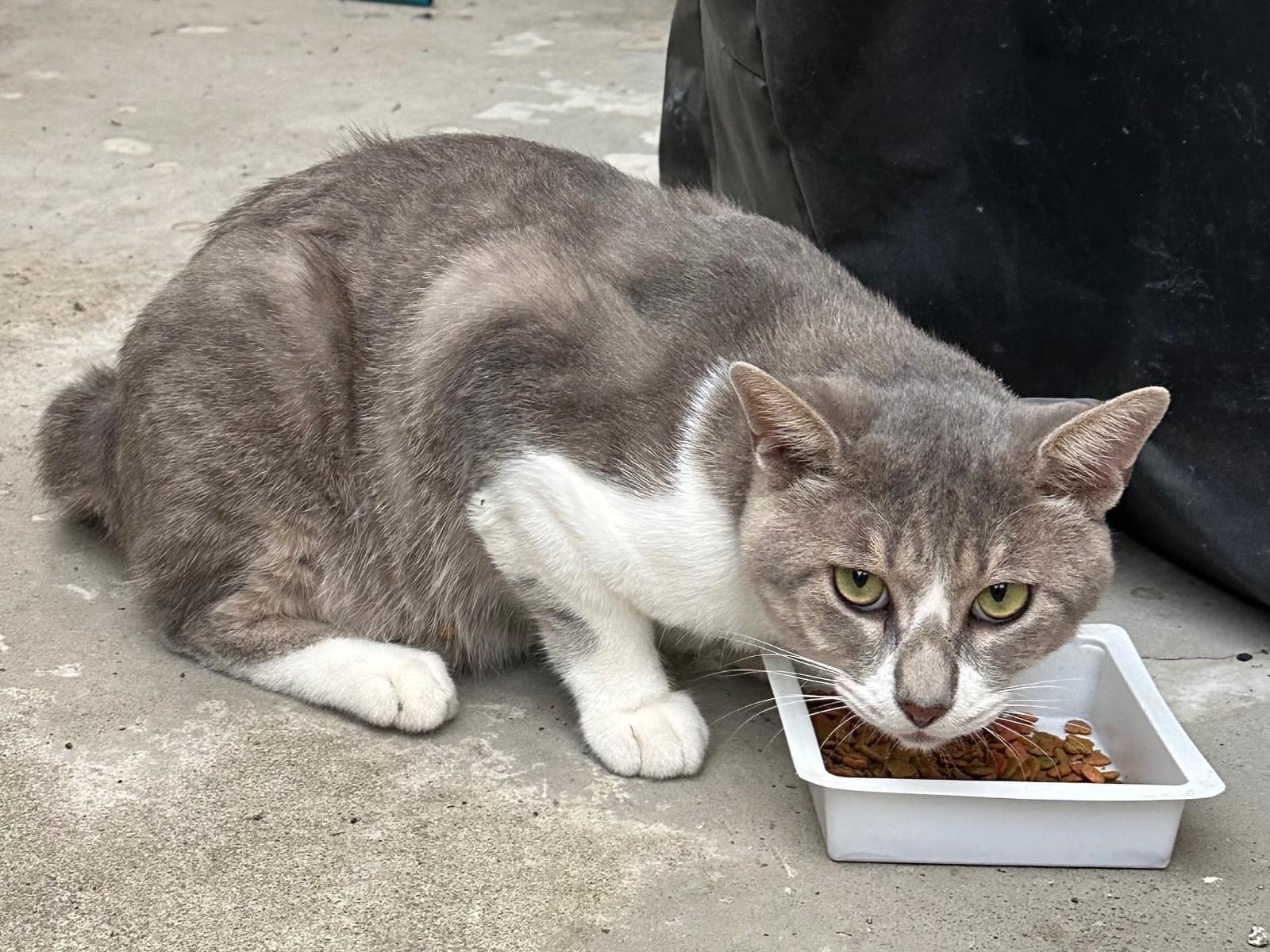 保護された猫 保護された猫