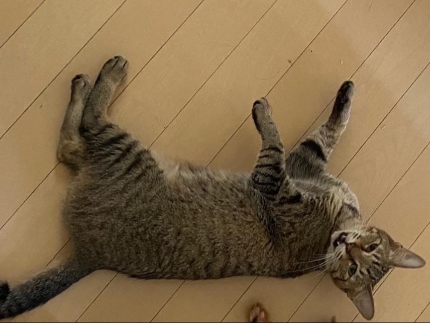 めやにちゃん めやにちゃん