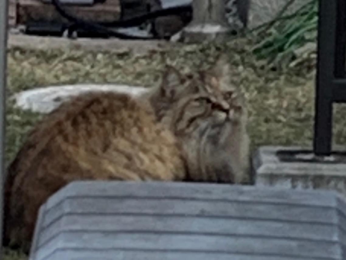 目撃された猫 目撃された猫
