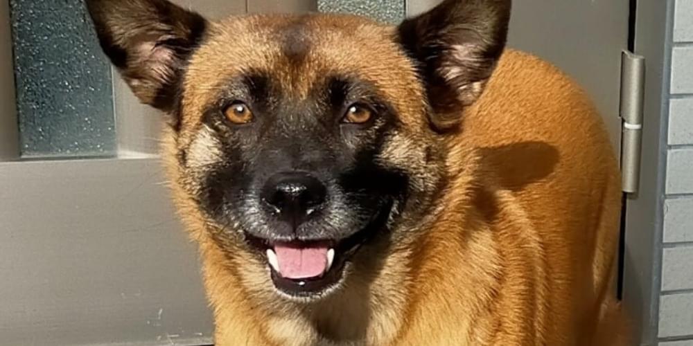 中型サイズのメス犬/雑種/顔周り黒&茶色