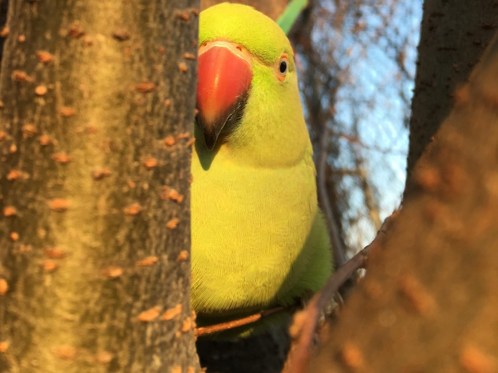 ピピちゃん ピピちゃん