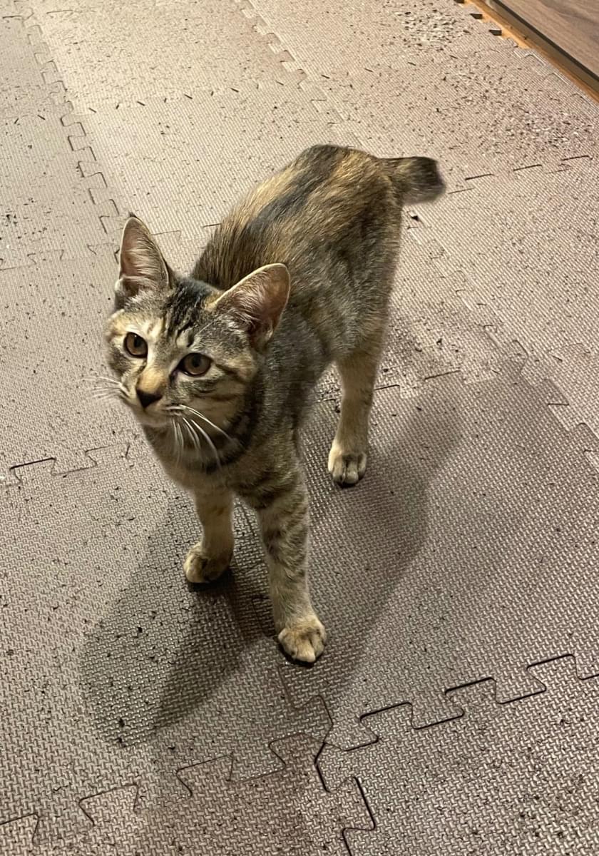 とりひき(ネコ)ページ キジとサビのMIXの猫