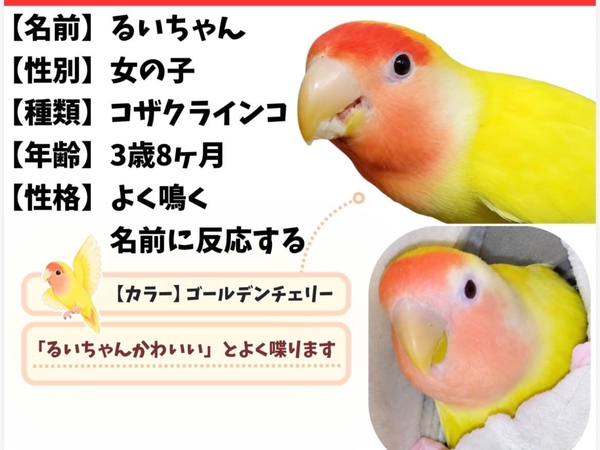 るいちゃん るいちゃん
