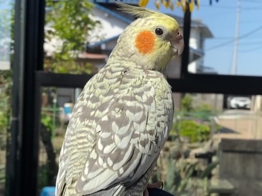 えんちゃん えんちゃん
