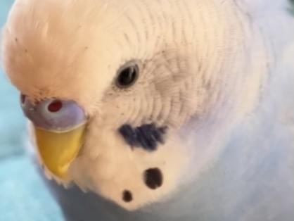 ここちゃん ここちゃん